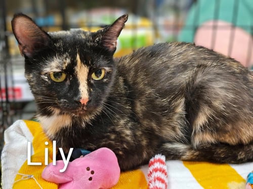 LILY - Domestic Short Hair available for adoption