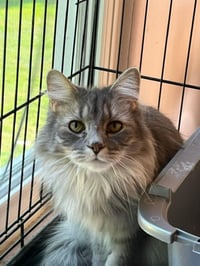 ITSY (Bonded with BITSY) - Photo 3