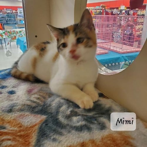 MIMI