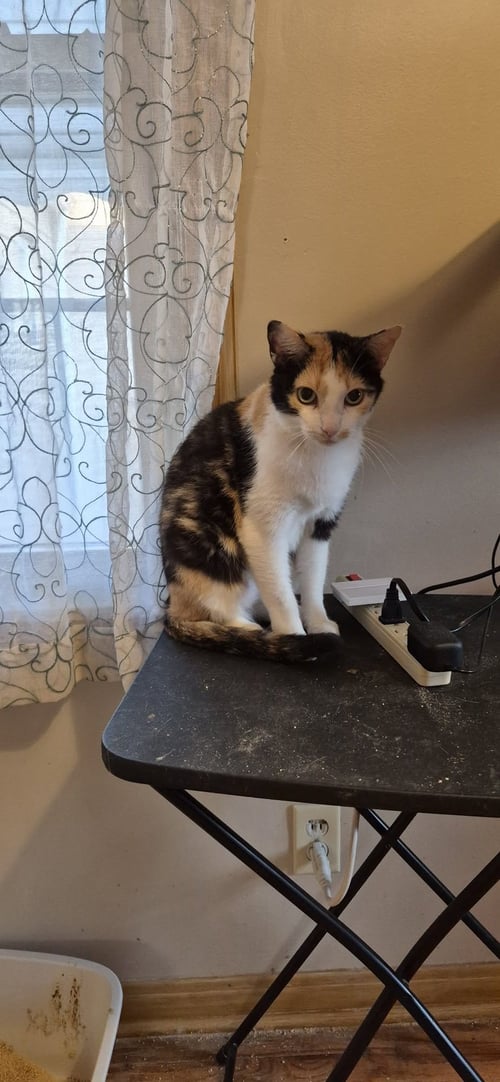 ROSY - Calico / Domestic Short Hair available for adoption