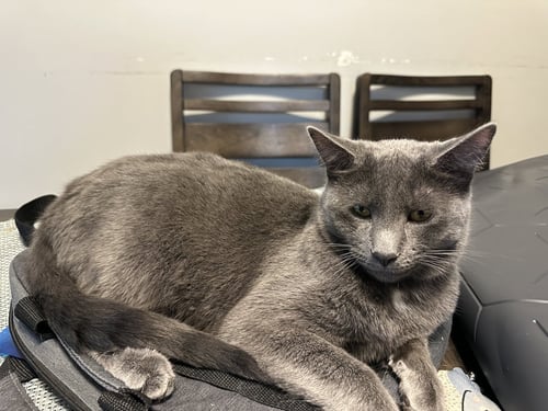 TINSEL - Domestic Short Hair available for adoption
