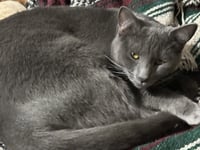 TINSEL - Photo 1