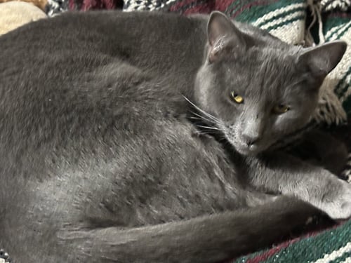 TINSEL - Domestic Short Hair available for adoption