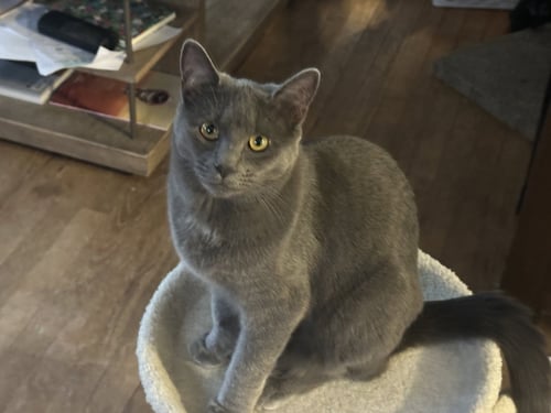 CLEO - Domestic Short Hair available for adoption