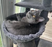 CLEO - Photo 1