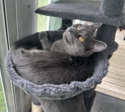 CLEO - Domestic Short Hair available for adoption
