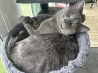 CLEO - Photo 3