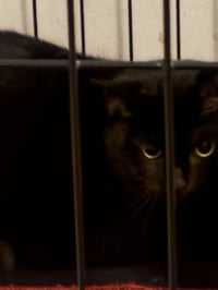 BOO BOO - Photo 1