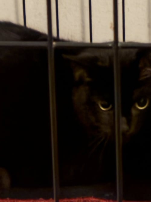 BOO BOO - Domestic Short Hair available for adoption
