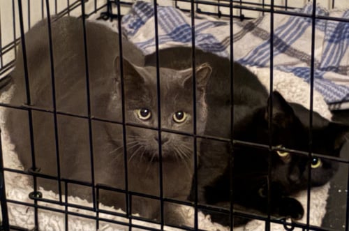 BOO BOO - Domestic Short Hair available for adoption