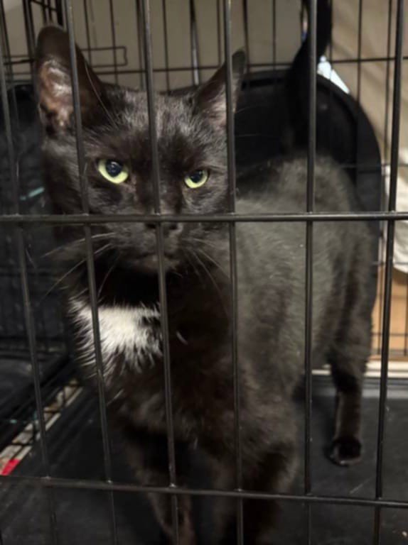 JANIE (FRONT DECLAW) Image