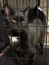 JANIE (FRONT DECLAW) - Photo 1
