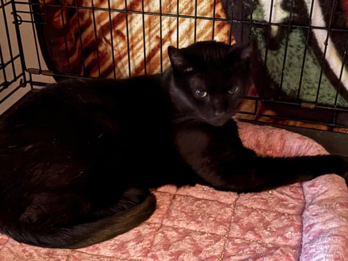 JANIE (FRONT DECLAW) - Domestic Short Hair available for adoption