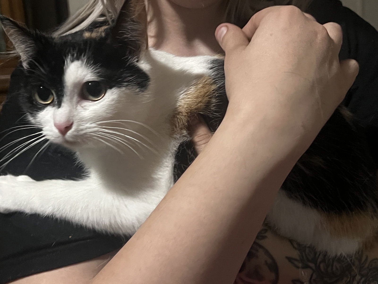 ESME - Domestic Short Hair for adoption in Cleveland