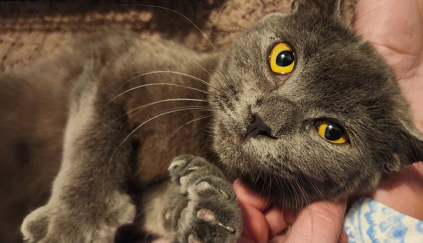 TIN MAN - Domestic Short Hair available for adoption