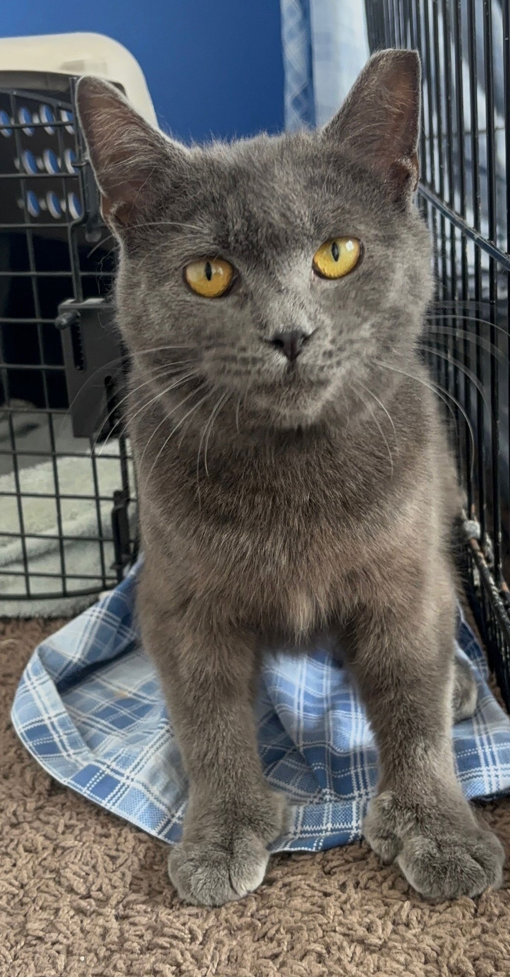 TIN MAN - Domestic Short Hair available for adoption