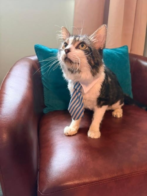 HUGO - Tabby / Domestic Short Hair available for adoption