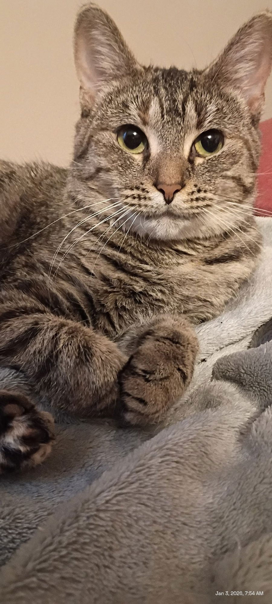 MOLLY - Domestic Short Hair available for adoption