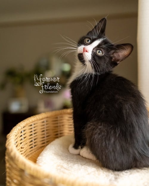 JASPER - Domestic Medium Hair available for adoption