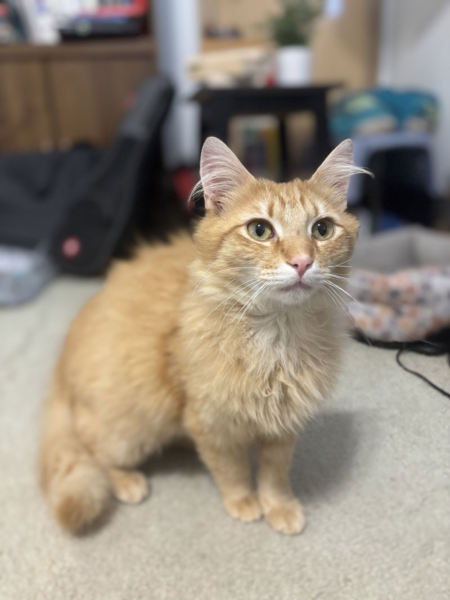 CREAMSICLE - Domestic Long Hair available for adoption