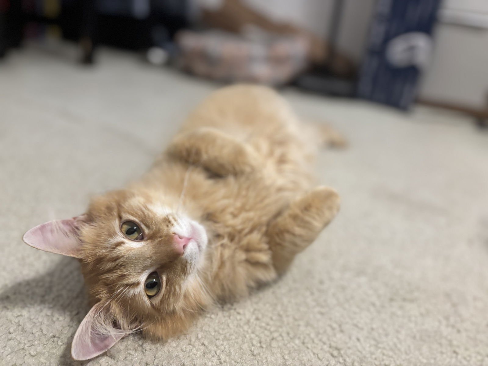 CREAMSICLE - Domestic Long Hair available for adoption
