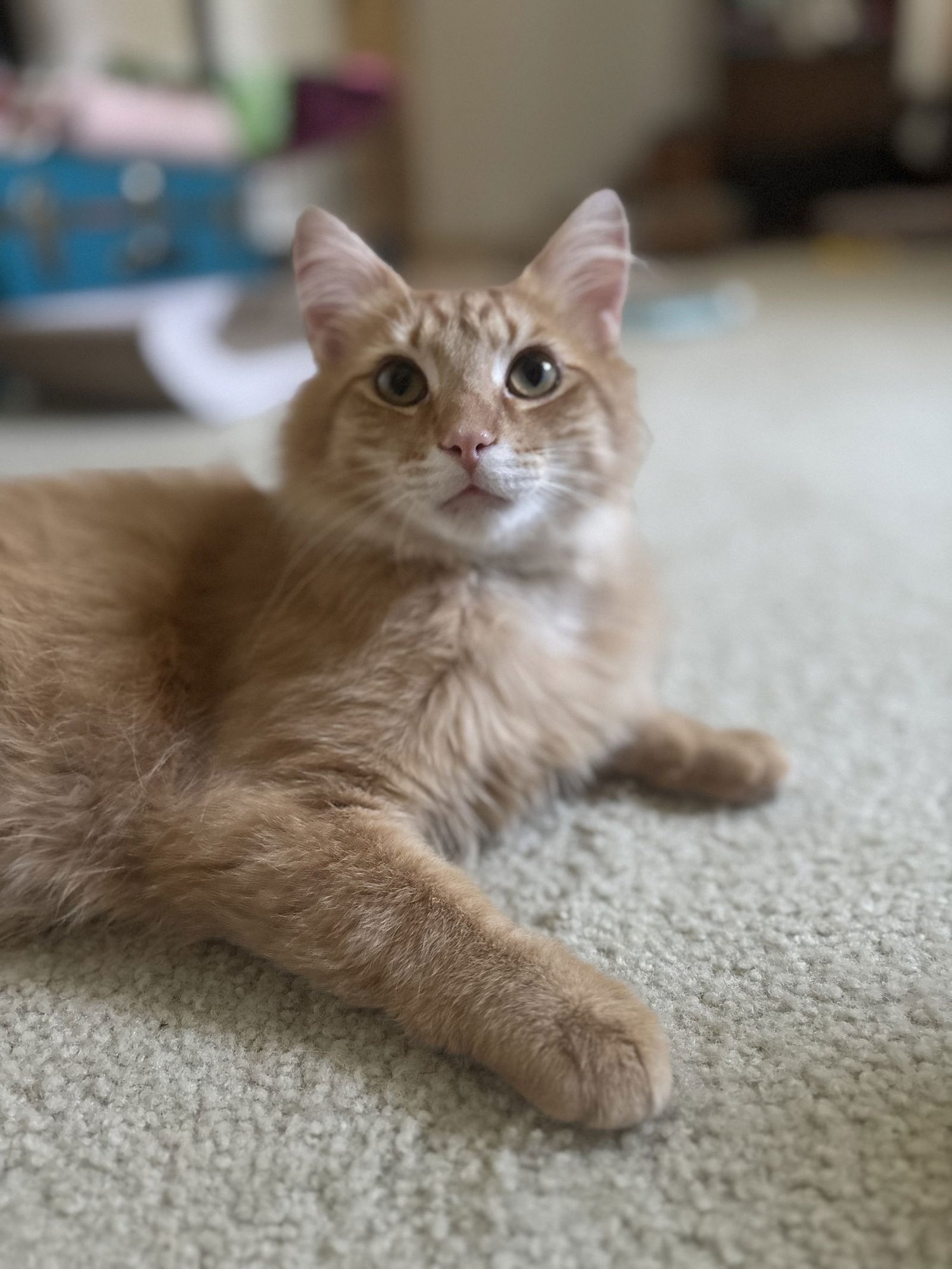 CREAMSICLE - Photo 3