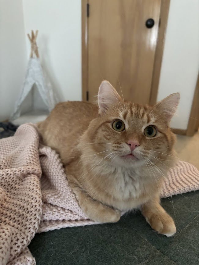 CREAMSICLE - Photo 4