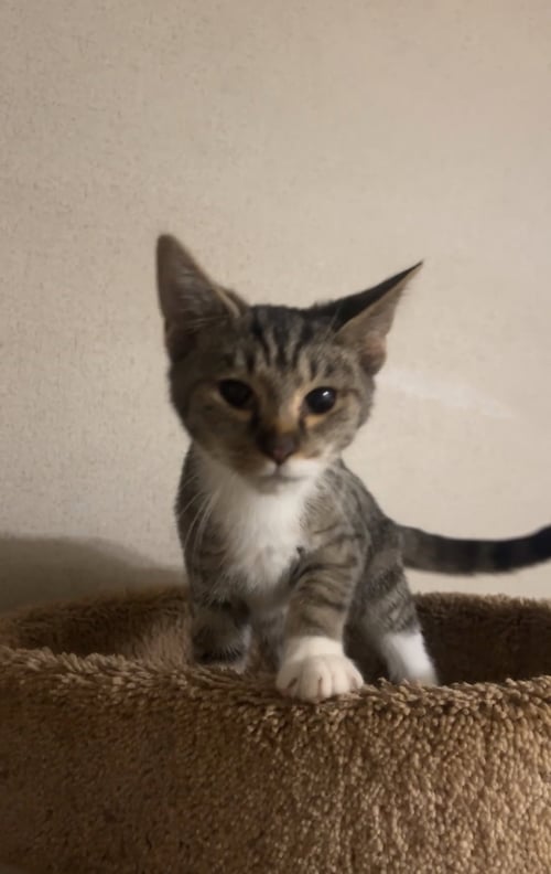 POCKET - Domestic Short Hair available for adoption