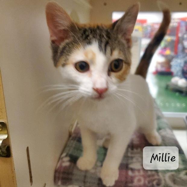 MILLIE Image