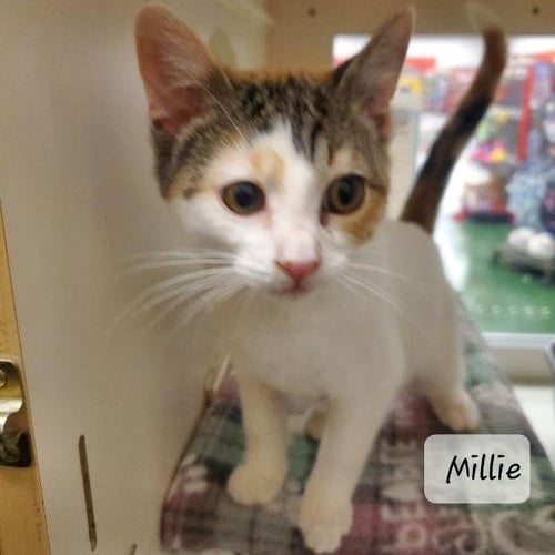 MILLIE