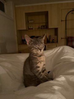 DITTO - Domestic Short Hair available for adoption
