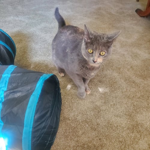 ANGEL (FRONT PAW DECLAW) - Domestic Short Hair available for adoption