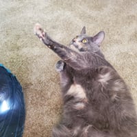 ANGEL (FRONT PAW DECLAW) - Photo 3