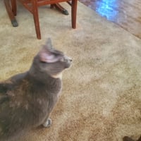 ANGEL (FRONT PAW DECLAW) - Photo 2
