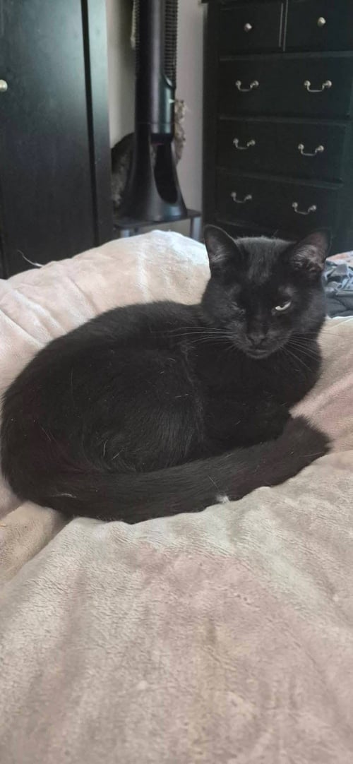 JOHNNY CASH - Domestic Short Hair available for adoption