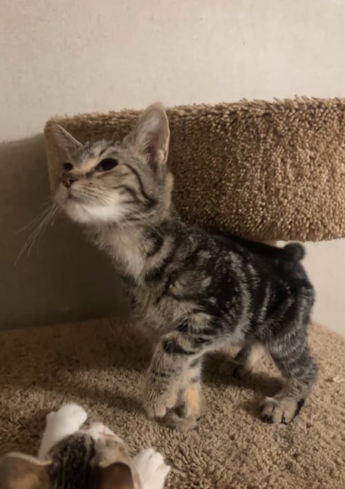 VELVET - Domestic Short Hair available for adoption