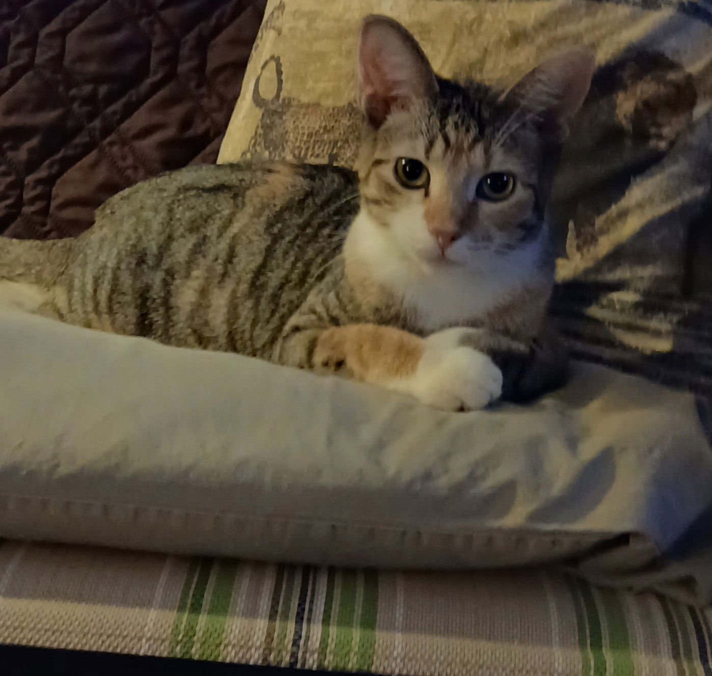 LETA - Domestic Short Hair available for adoption