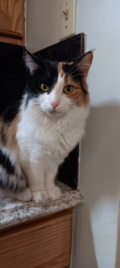 PRECIOUS - Domestic Long Hair available for adoption