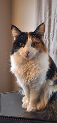 PRECIOUS - Photo 4