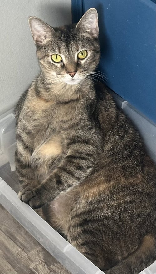 KATNESS - Domestic Short Hair available for adoption
