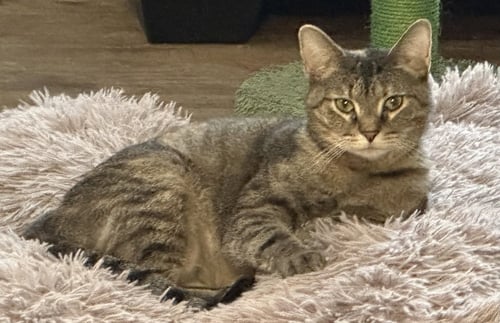 KATNESS - Domestic Short Hair available for adoption