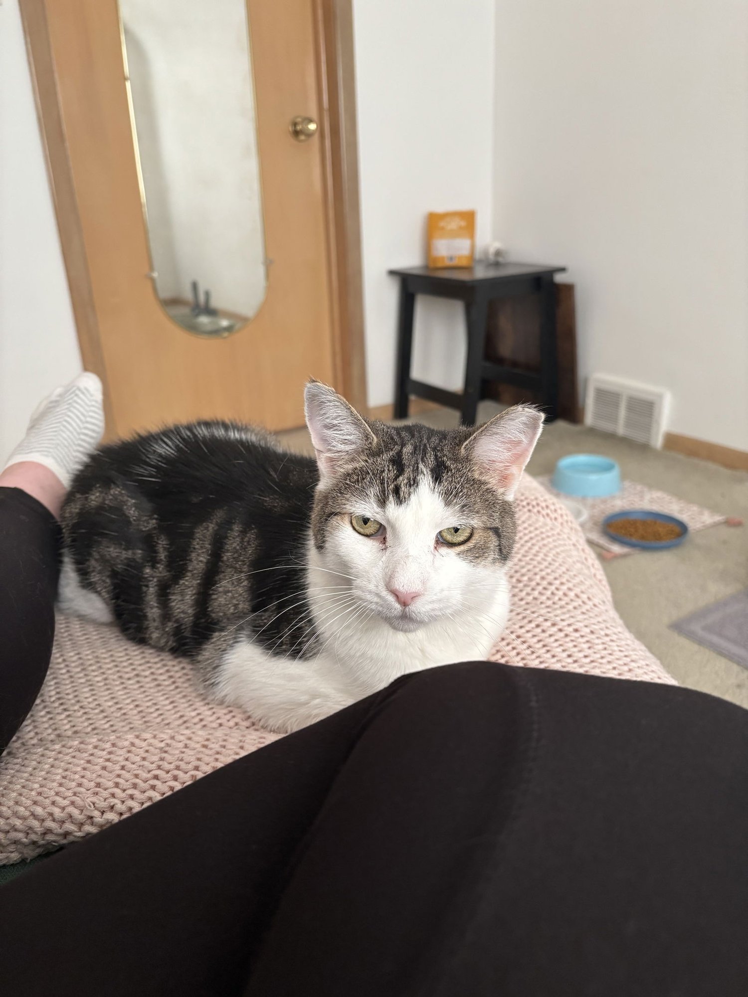 ELMO - Domestic Short Hair available for adoption