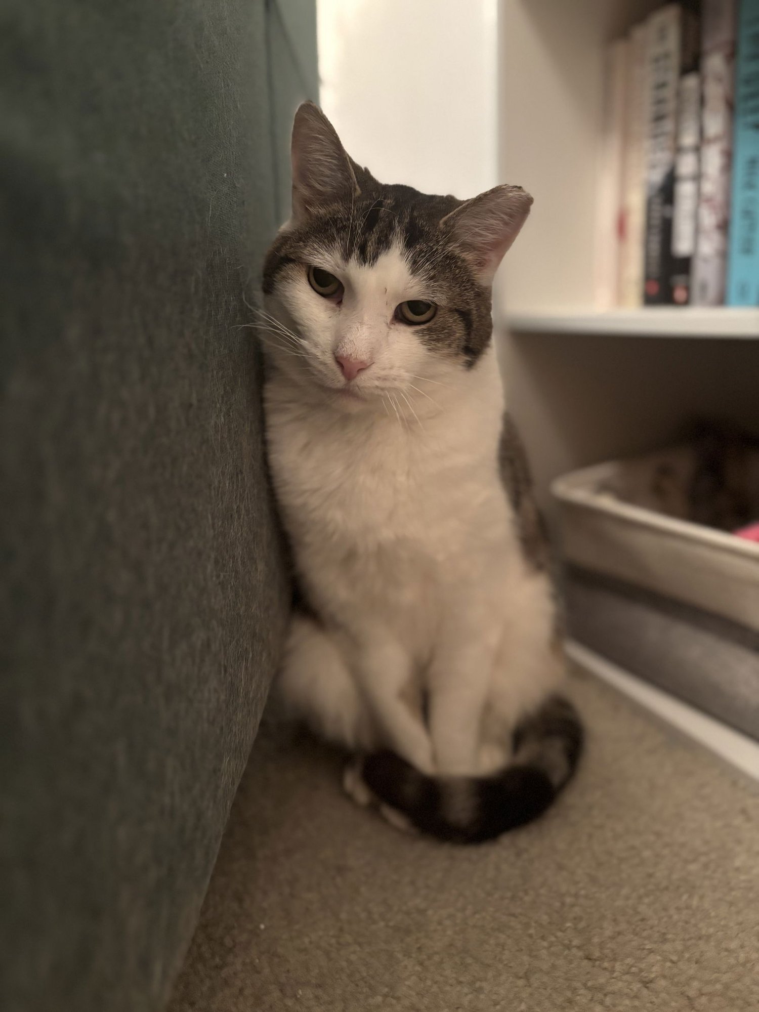 ELMO - Domestic Short Hair available for adoption