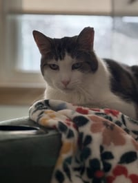 ELMO - Photo 4
