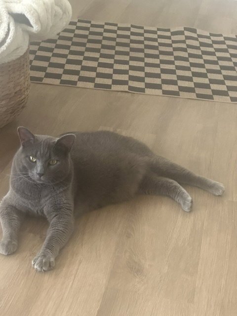 KIBBLES - Domestic Short Hair available for adoption
