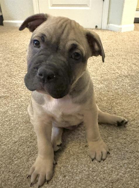 JOEY - Pit Bull Terrier available for adoption