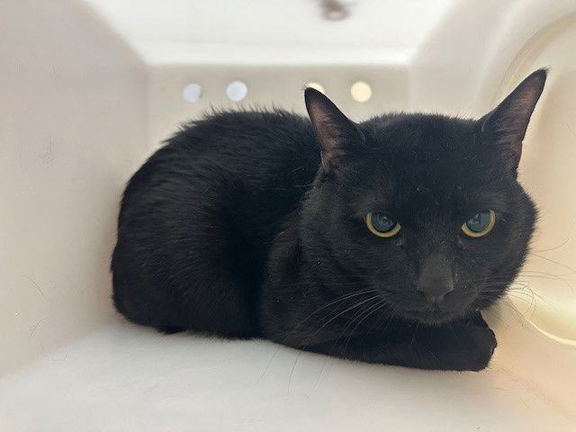 GONZO - Domestic Short Hair available for adoption