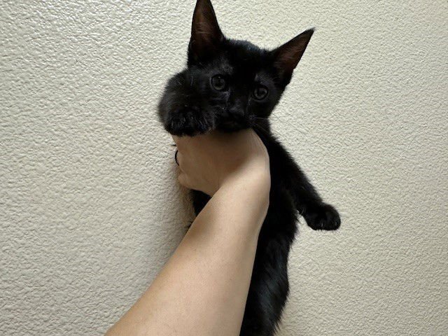 MARCY - Domestic Short Hair available for adoption