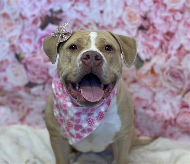 LEMON - Pit Bull Terrier available for adoption