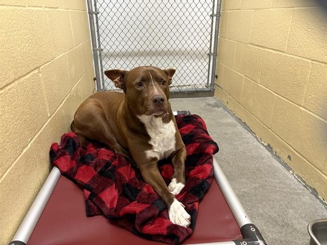 COCO - Pit Bull Terrier / Labrador Retriever available for adoption